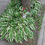 Chabot entre bellechasse et beaubien